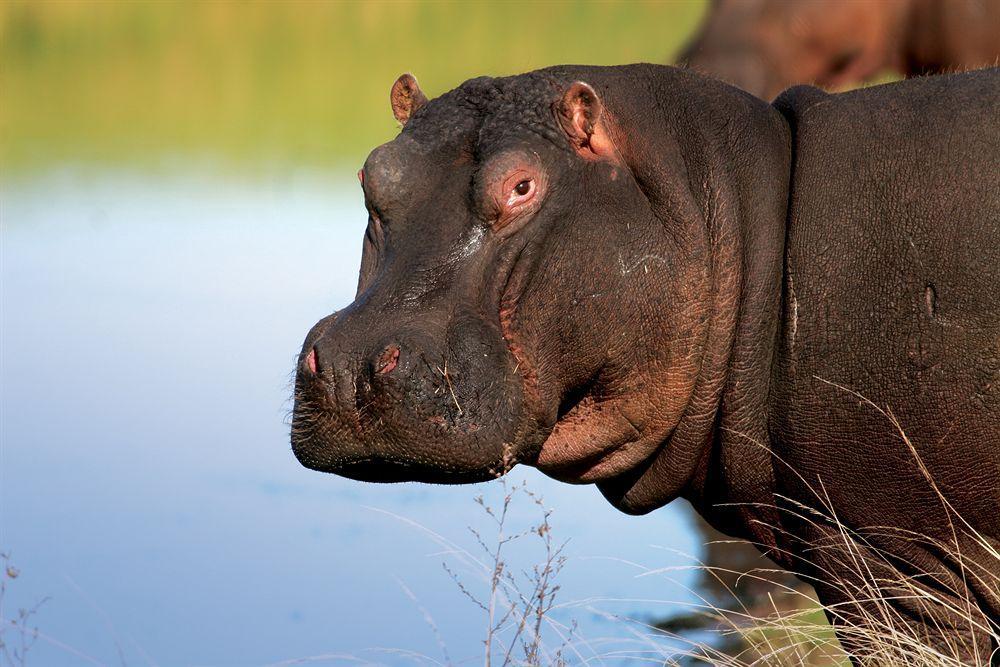 Paterson Lalibela Game Reserve - Kichaka Lodge מראה חיצוני תמונה