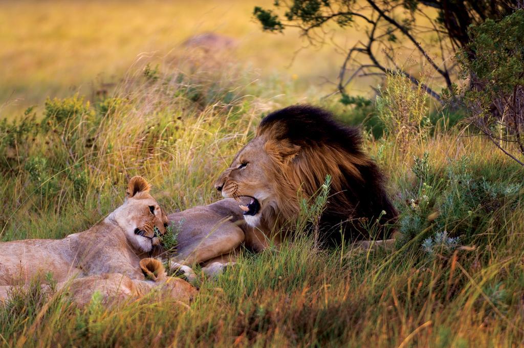 Paterson Lalibela Game Reserve - Kichaka Lodge מראה חיצוני תמונה