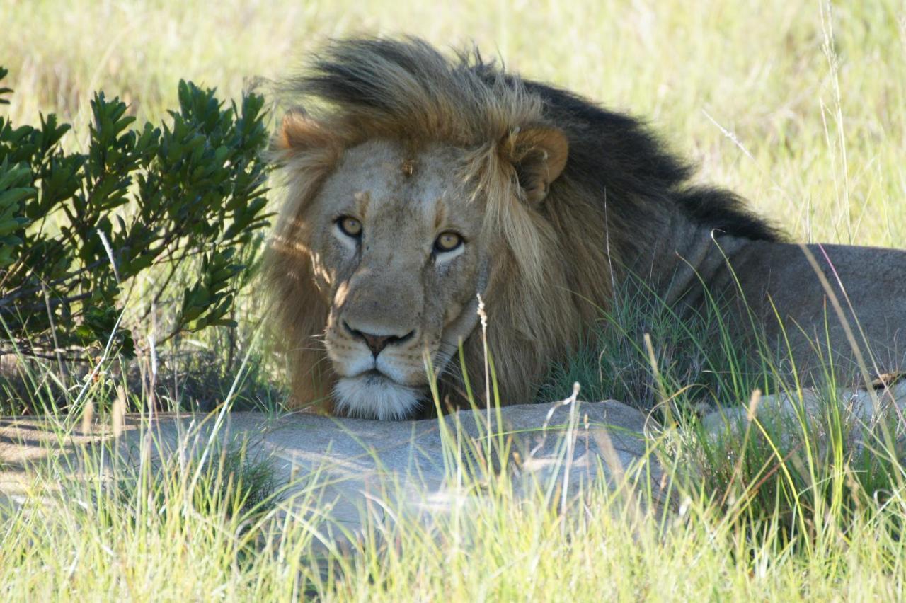 Paterson Lalibela Game Reserve - Kichaka Lodge מראה חיצוני תמונה