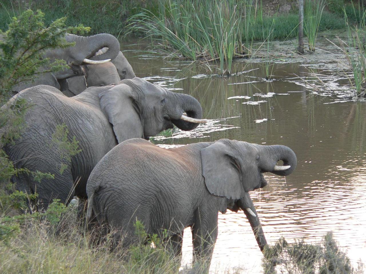 Paterson Lalibela Game Reserve - Kichaka Lodge מראה חיצוני תמונה