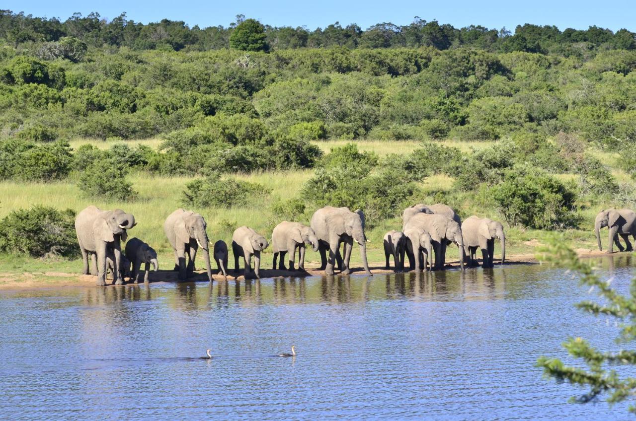 Paterson Lalibela Game Reserve - Kichaka Lodge מראה חיצוני תמונה