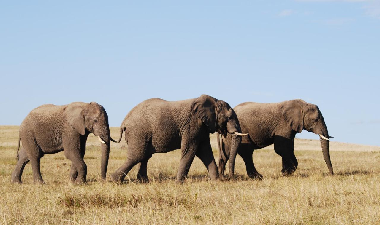 Paterson Lalibela Game Reserve - Kichaka Lodge מראה חיצוני תמונה