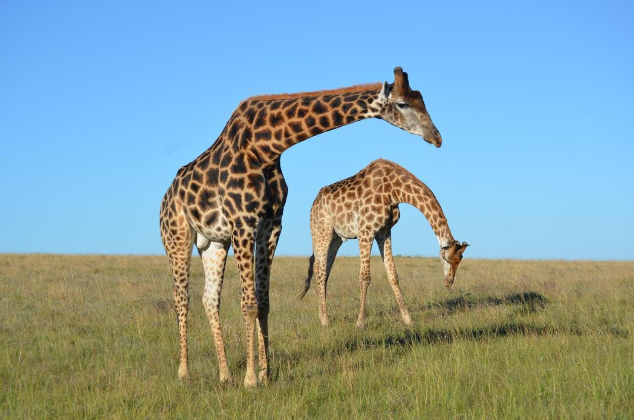 Paterson Lalibela Game Reserve - Kichaka Lodge מראה חיצוני תמונה