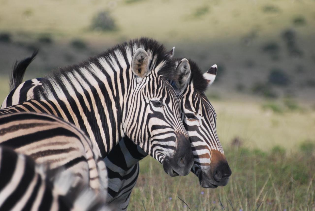 Paterson Lalibela Game Reserve - Kichaka Lodge מראה חיצוני תמונה