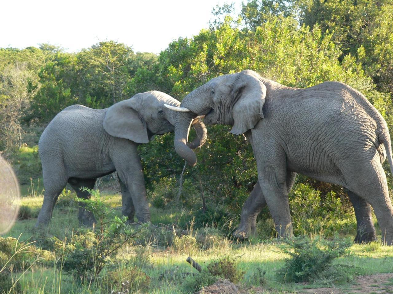 Paterson Lalibela Game Reserve - Kichaka Lodge מראה חיצוני תמונה