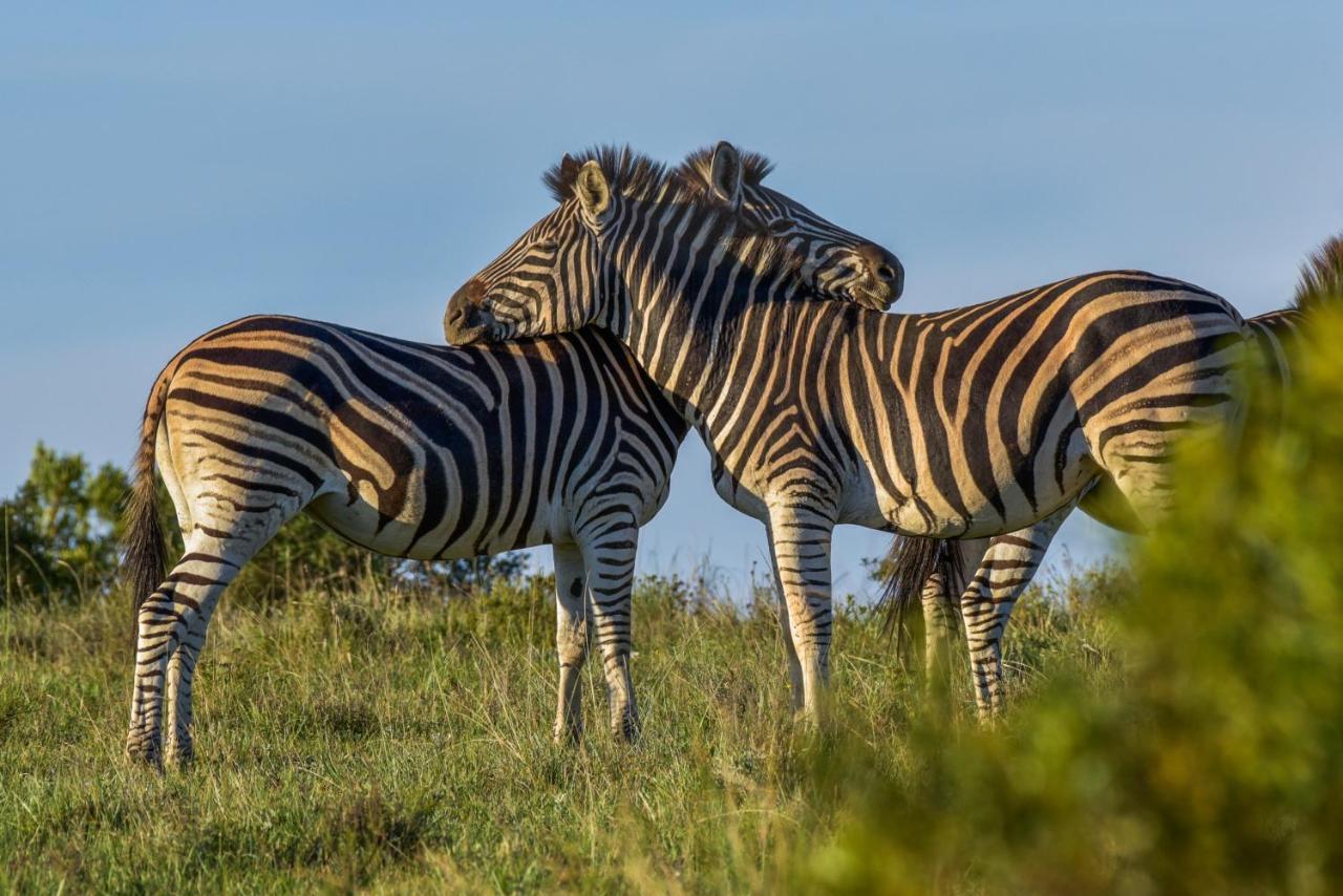 Paterson Lalibela Game Reserve - Kichaka Lodge מראה חיצוני תמונה