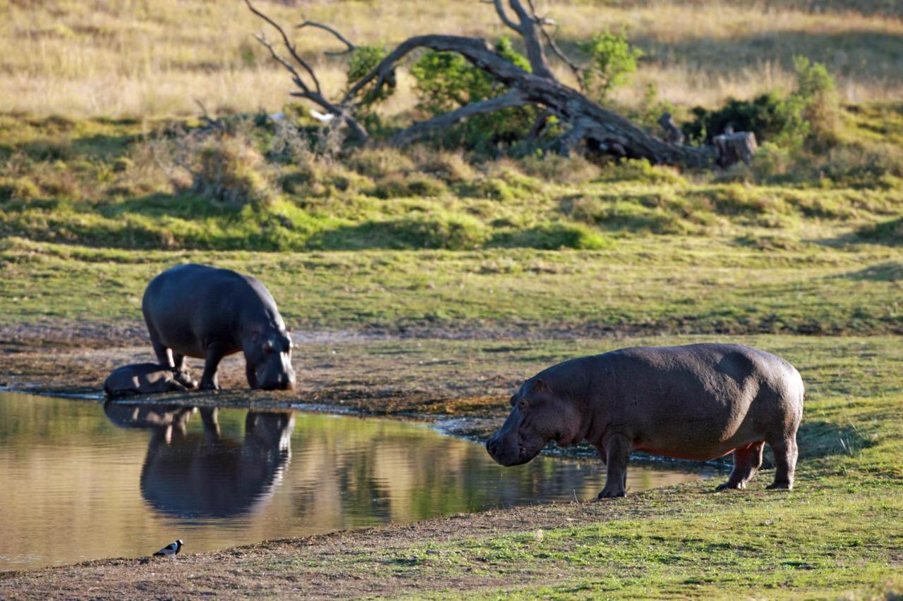 Paterson Lalibela Game Reserve - Kichaka Lodge מראה חיצוני תמונה