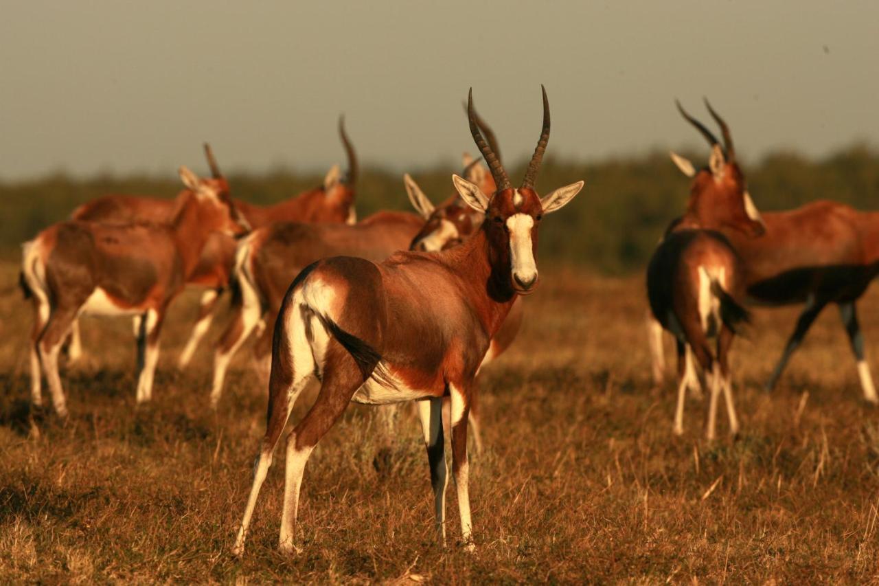 Paterson Lalibela Game Reserve - Kichaka Lodge מראה חיצוני תמונה